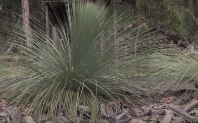 How fast do Australian grass trees grow