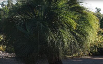 How big is the root system on a grass tree?