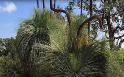How long do grass trees live for