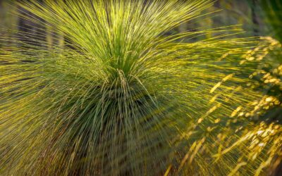 Do Grass Trees Have Deep Roots?