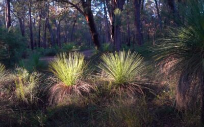 Can you remove grass trees from private property?