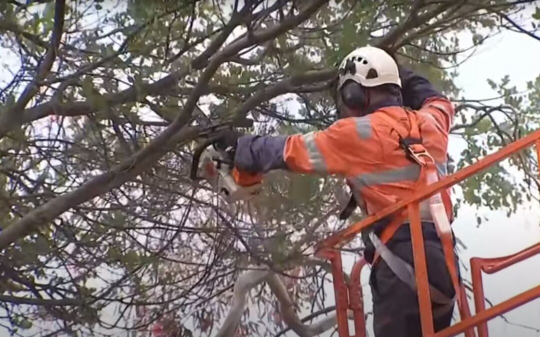 Is it illegal to cut down trees in Victoria