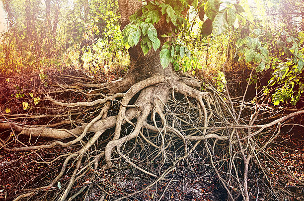 What happens to tree roots when a tree is cut down