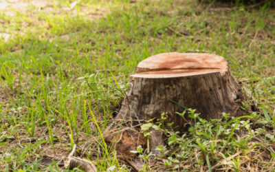 Is it better to remove tree stump