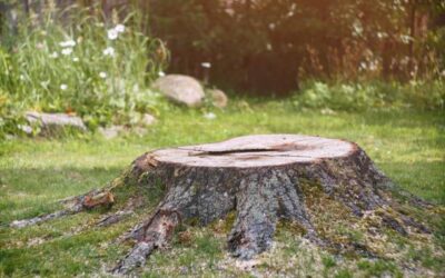 Should you remove old tree stumps
