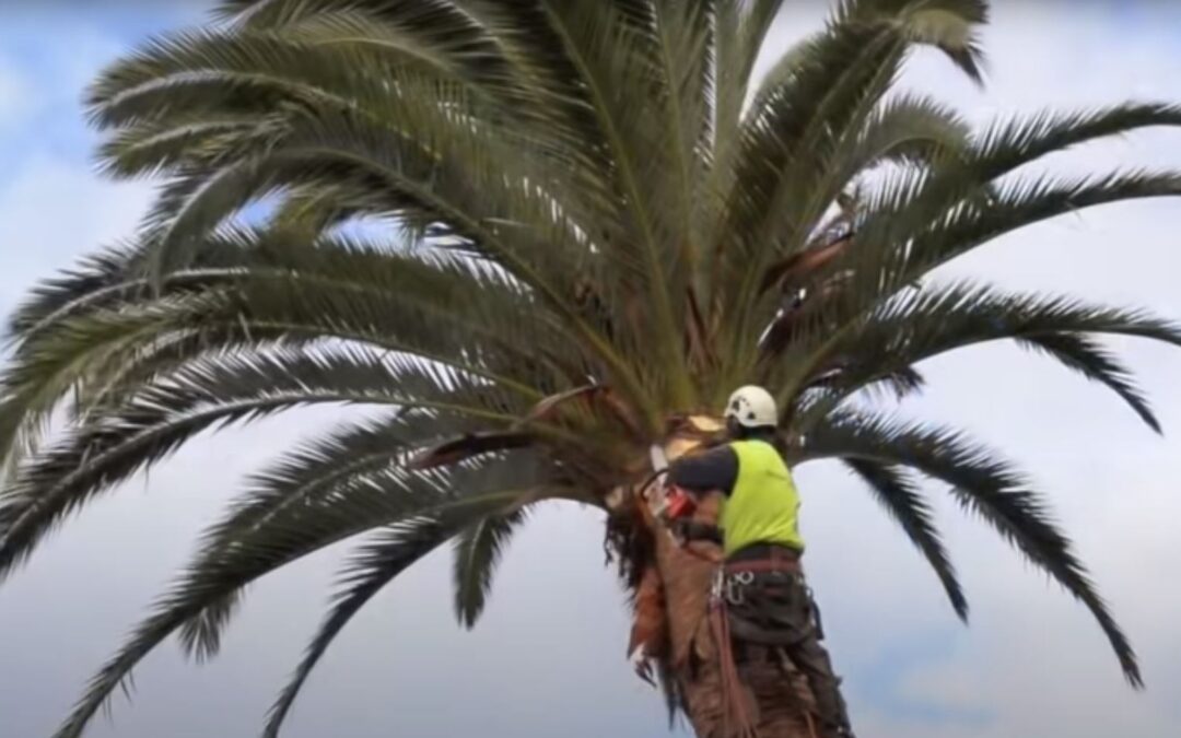 Are Palm Trees Easy to Remove?