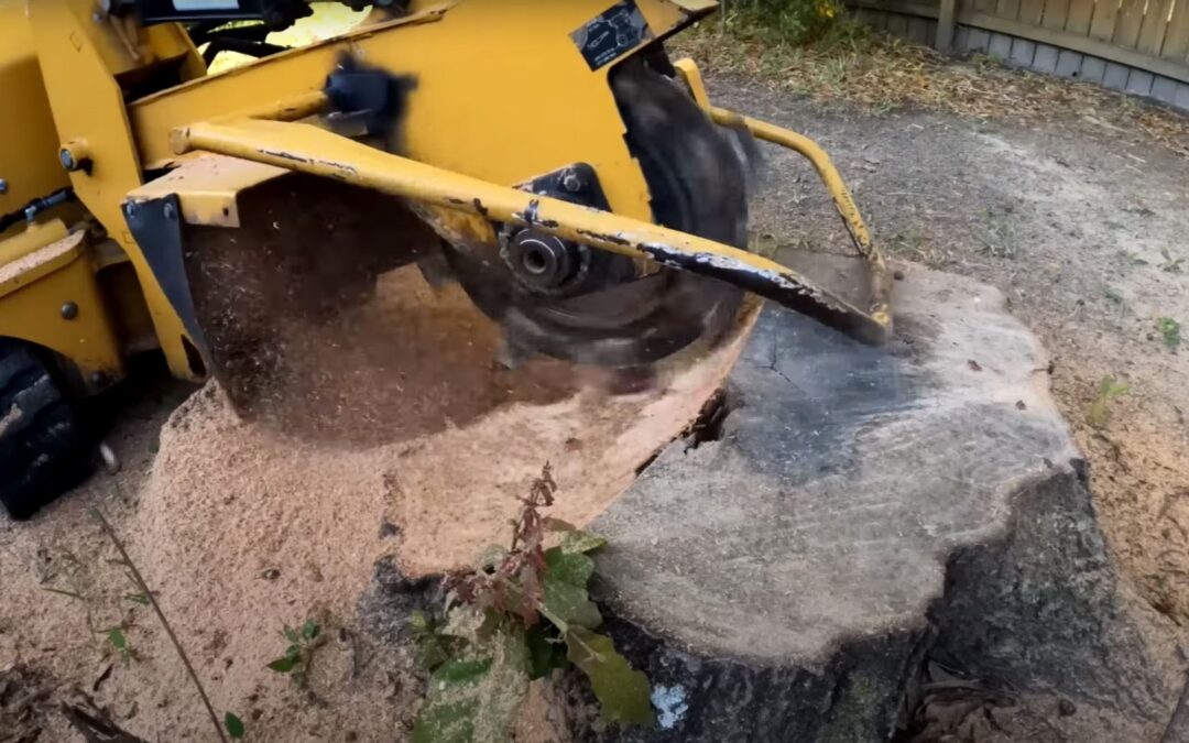 What Happens to Roots After Stump Grinding?