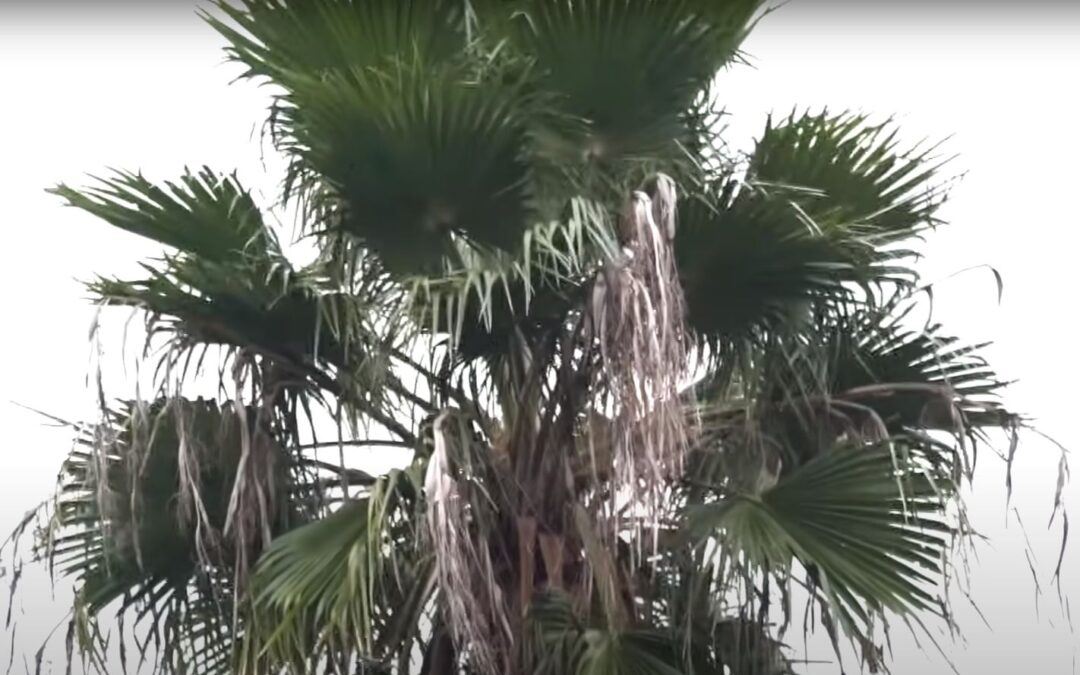 Can Palm Trees Regrow After Being Cut Down?